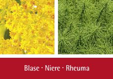 Blase - Niere - Rheuma